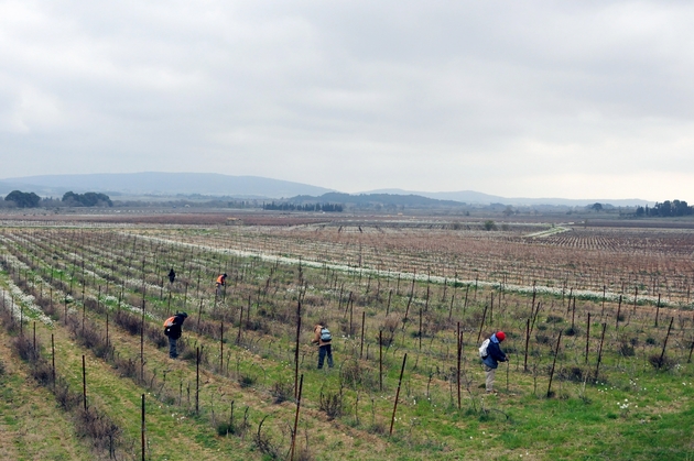 Dans le vignoble de Pépieux, dans l'Aude, le 3 février 2017